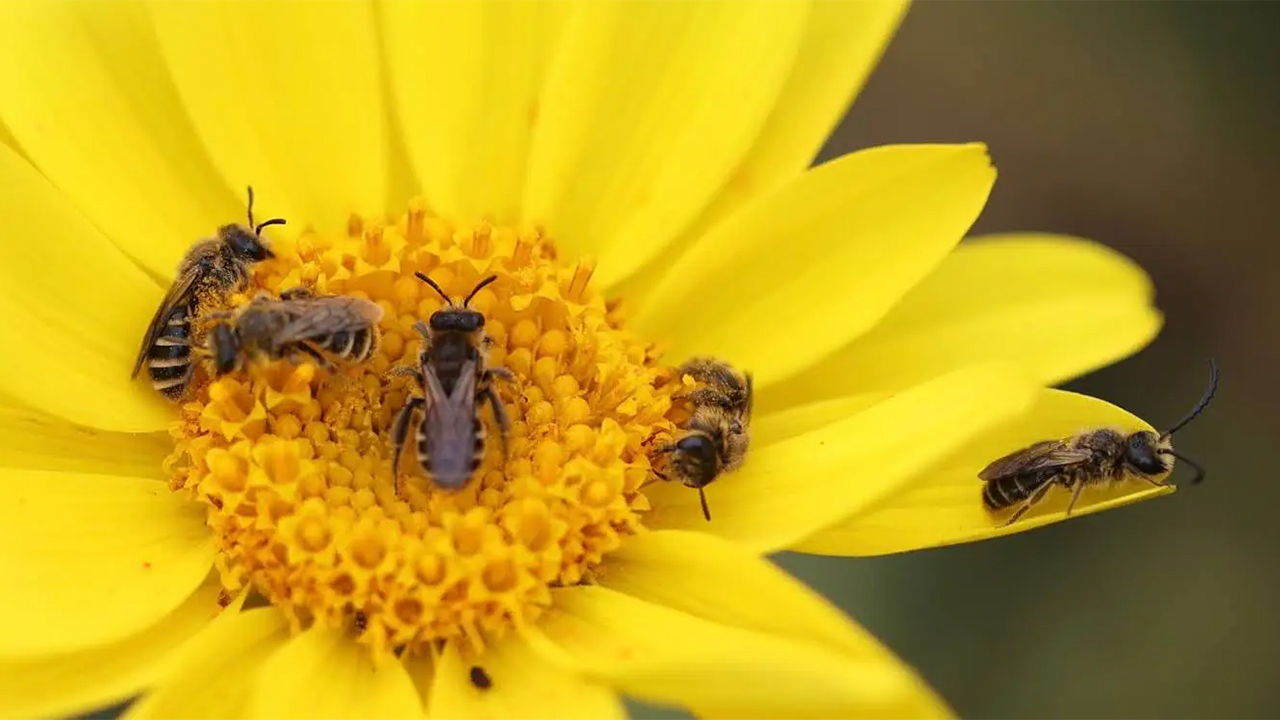 bee workshop