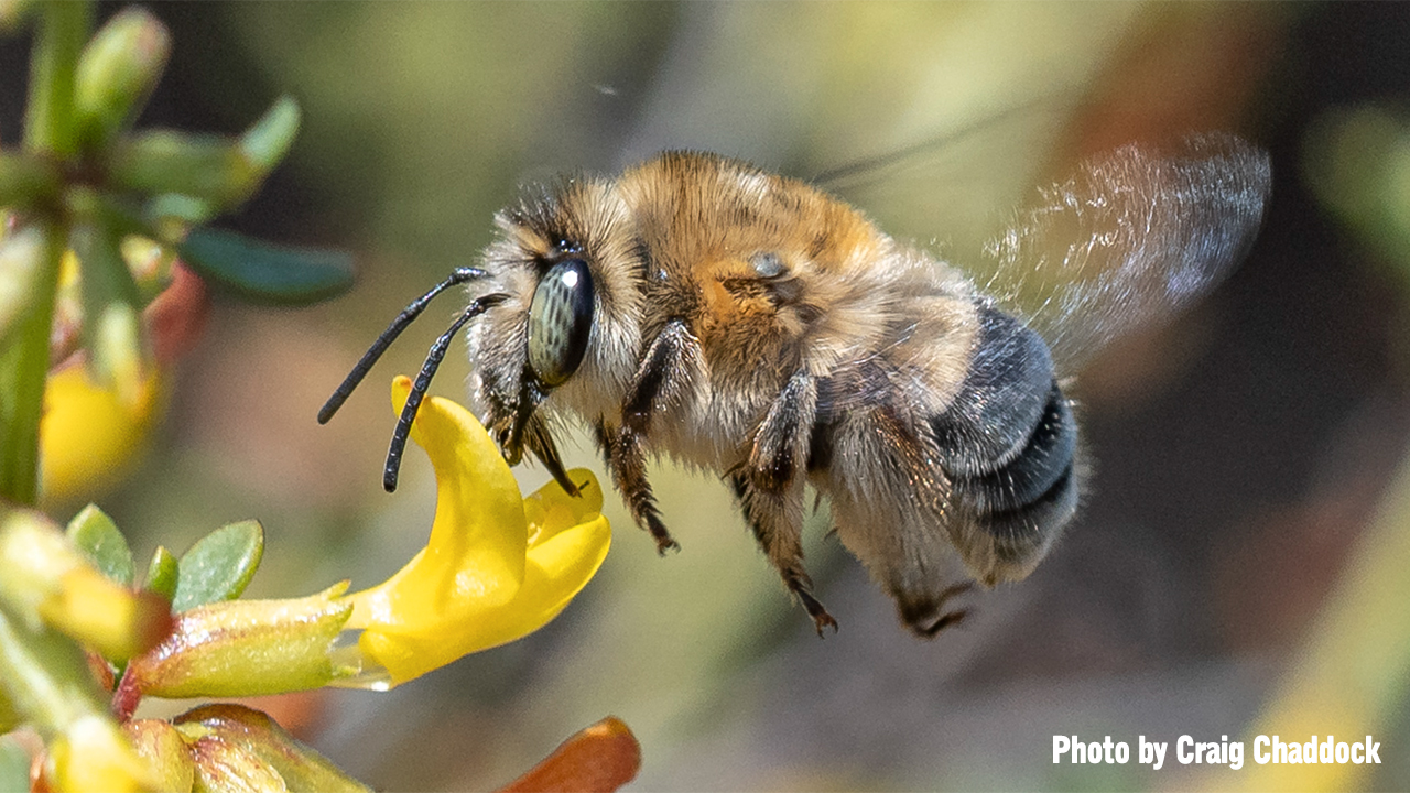 world bee day san diego