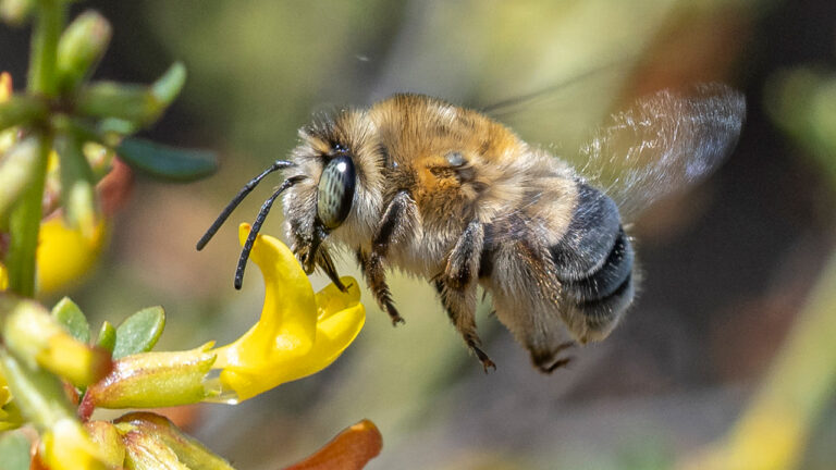 Bee Photography and iNaturalist Tips