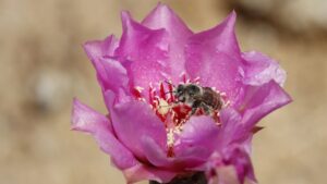 Diadasia bee on pink cactus flower