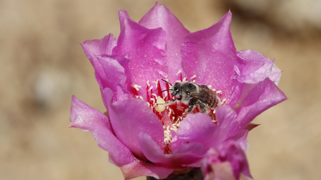 Diadasia bee on pink cactus flower