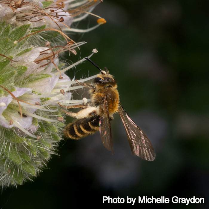 Andrena auricoma Michelle Graydon