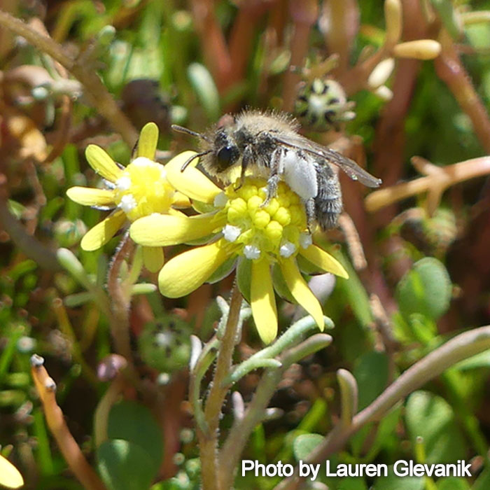 Andrena blennospermatis - no common name