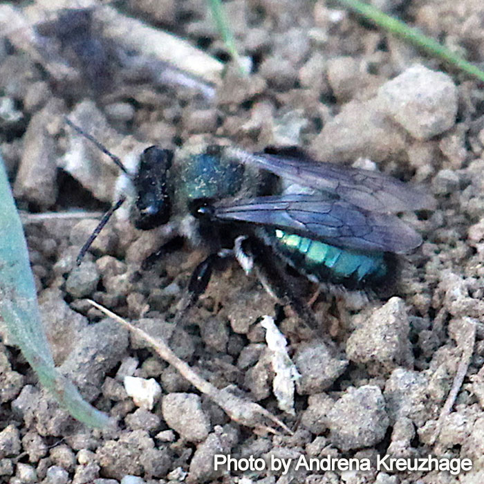 Andrena cerasifolii Cherry Plum Mining Bee