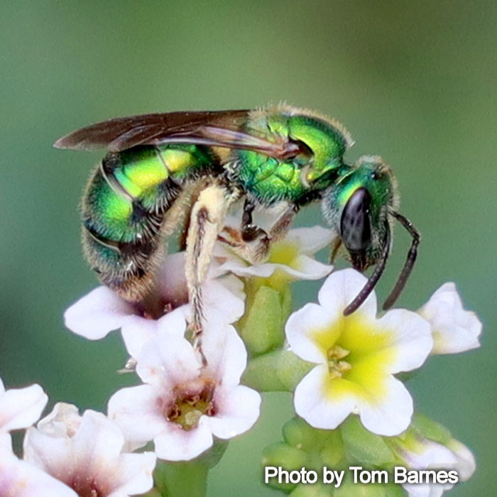 Augochlorella pomoniella - Peridot Sweat Bee