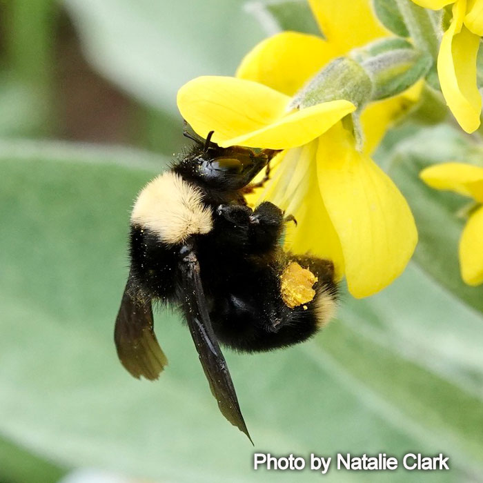 Bombus californicus California - Bumble Bee