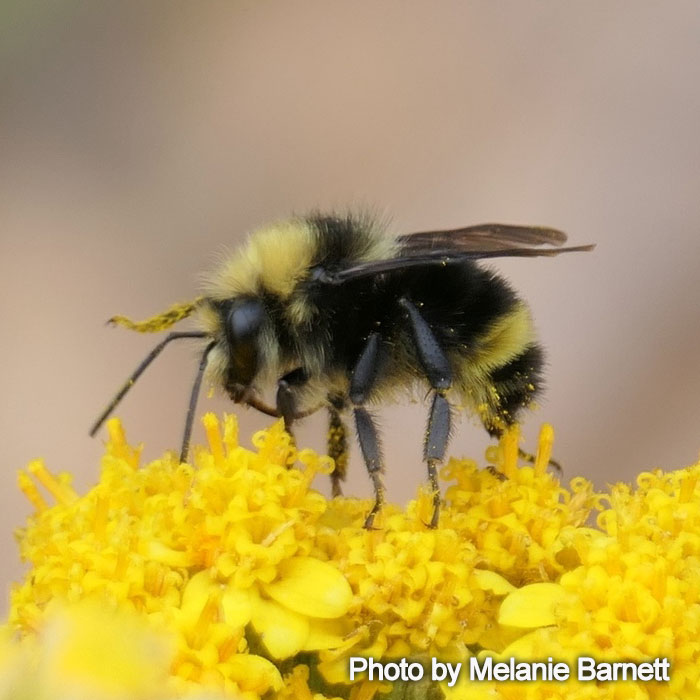 Bombus caliginosus - Fog-belt Bumble-Bee