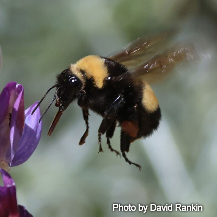 Bombus crotchii - Crotch Bumble Bee