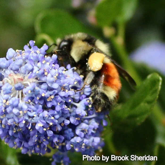 Bombus melanopygus - Black tailed Bumble Bee