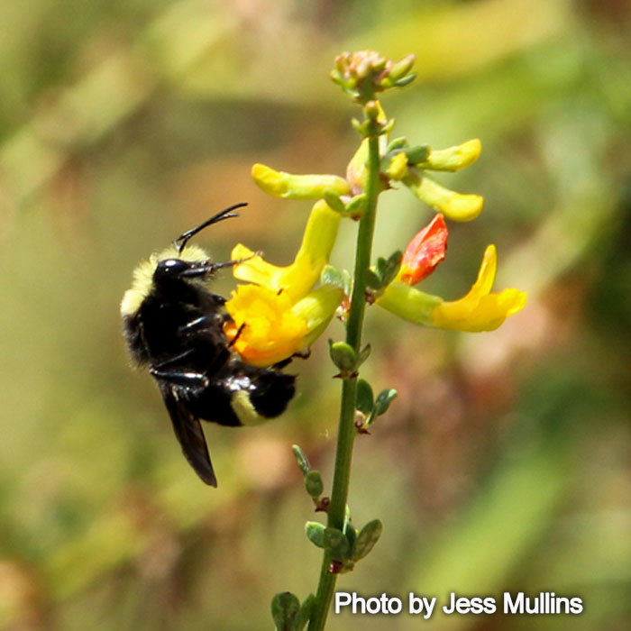 Bombus vosnesenskii - Yellow-faced Bumble Bee
