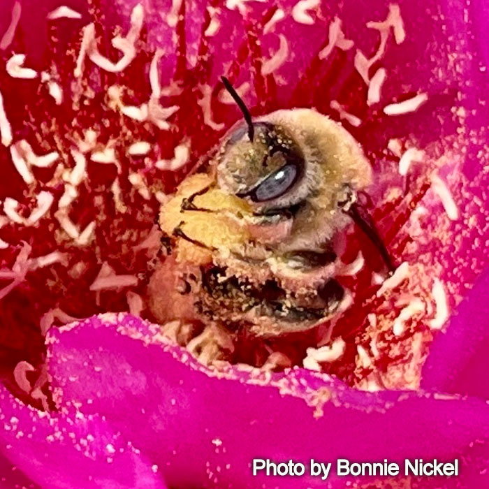 Diadasia australis -Cactus Chimney Bee
