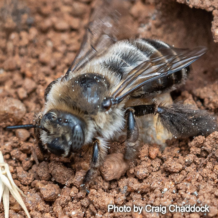 Diadasia bituberculata - Bindweed Turret Bee