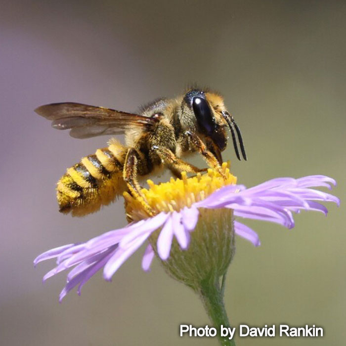 Megachile fidelis - Horn-faced Leafcutter Bee