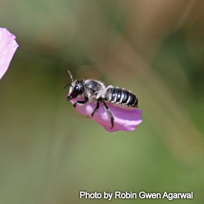 Megachile montivaga - Silver-tailed Petalcutter