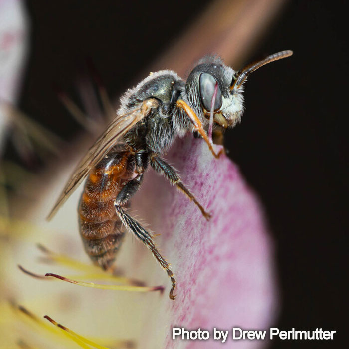 Perdita californica California Fairy Bee