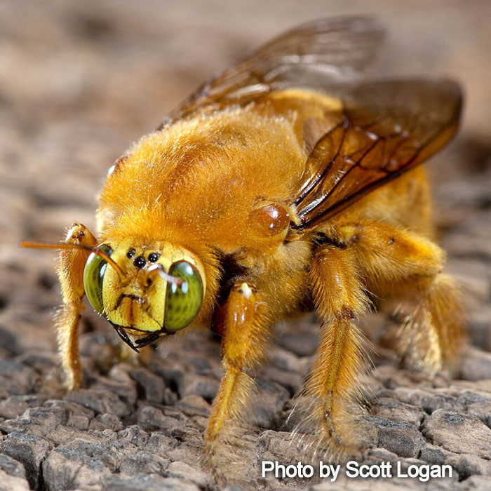 Xylocopa sonorina -Valley Carpenter Bee