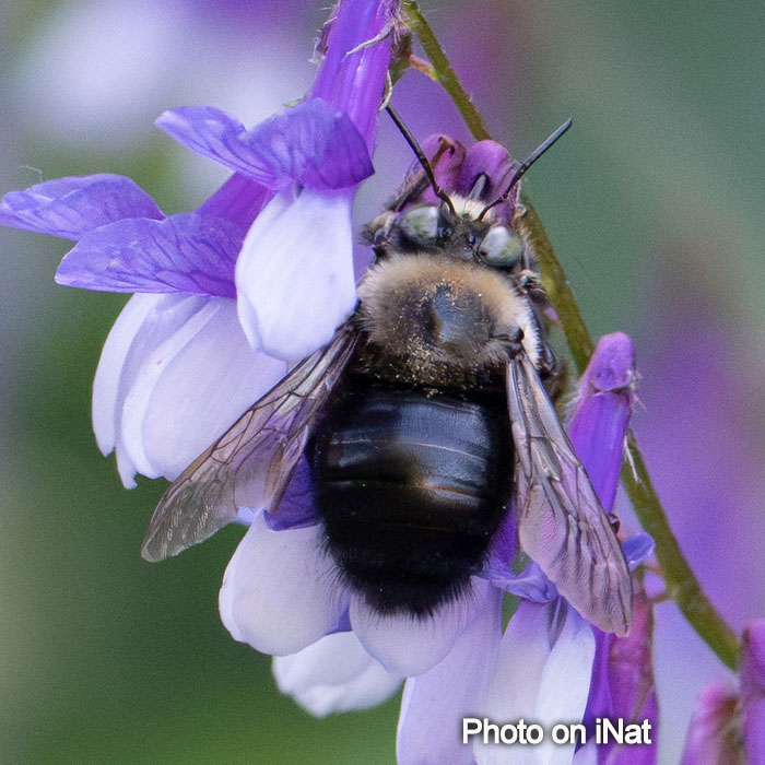 Xylocopa tabaniformis ssp. orpiflex - Foothill Carpenter Bee