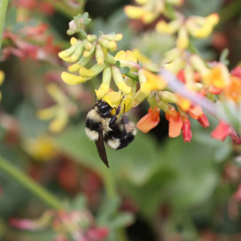 Bombus melanopygus - Black tailed Bumble Bee