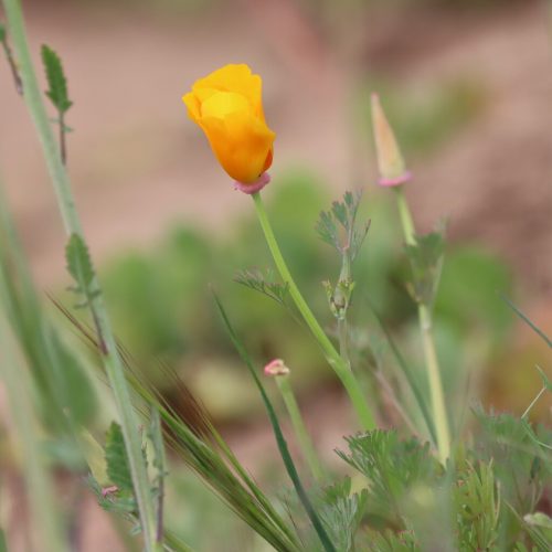 California State Flower. Photo by Cindy Pencek.